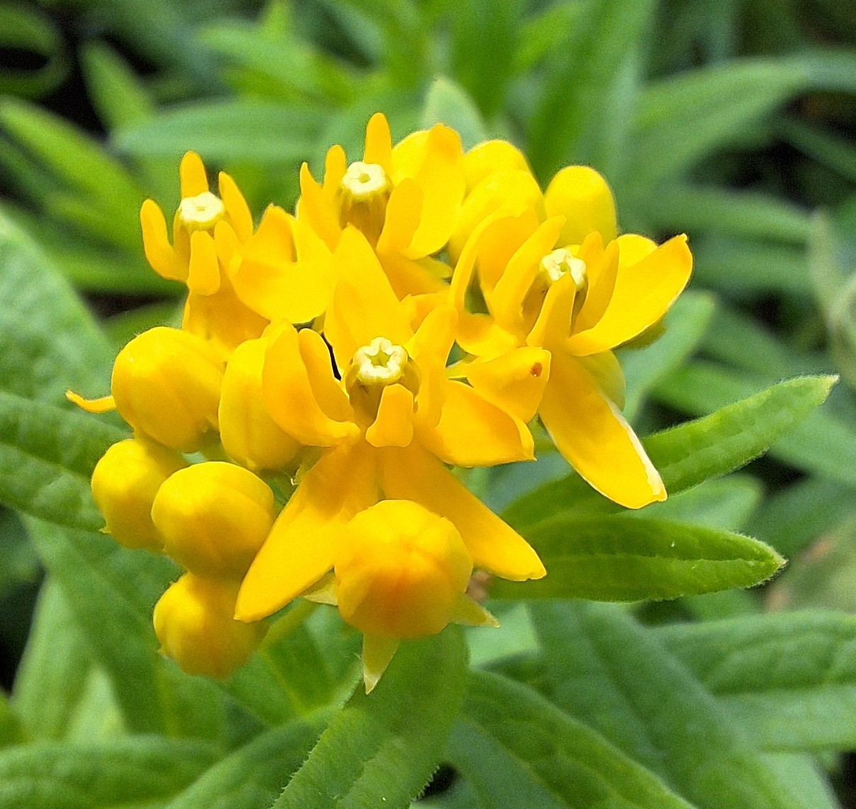 Bright yellow flower.